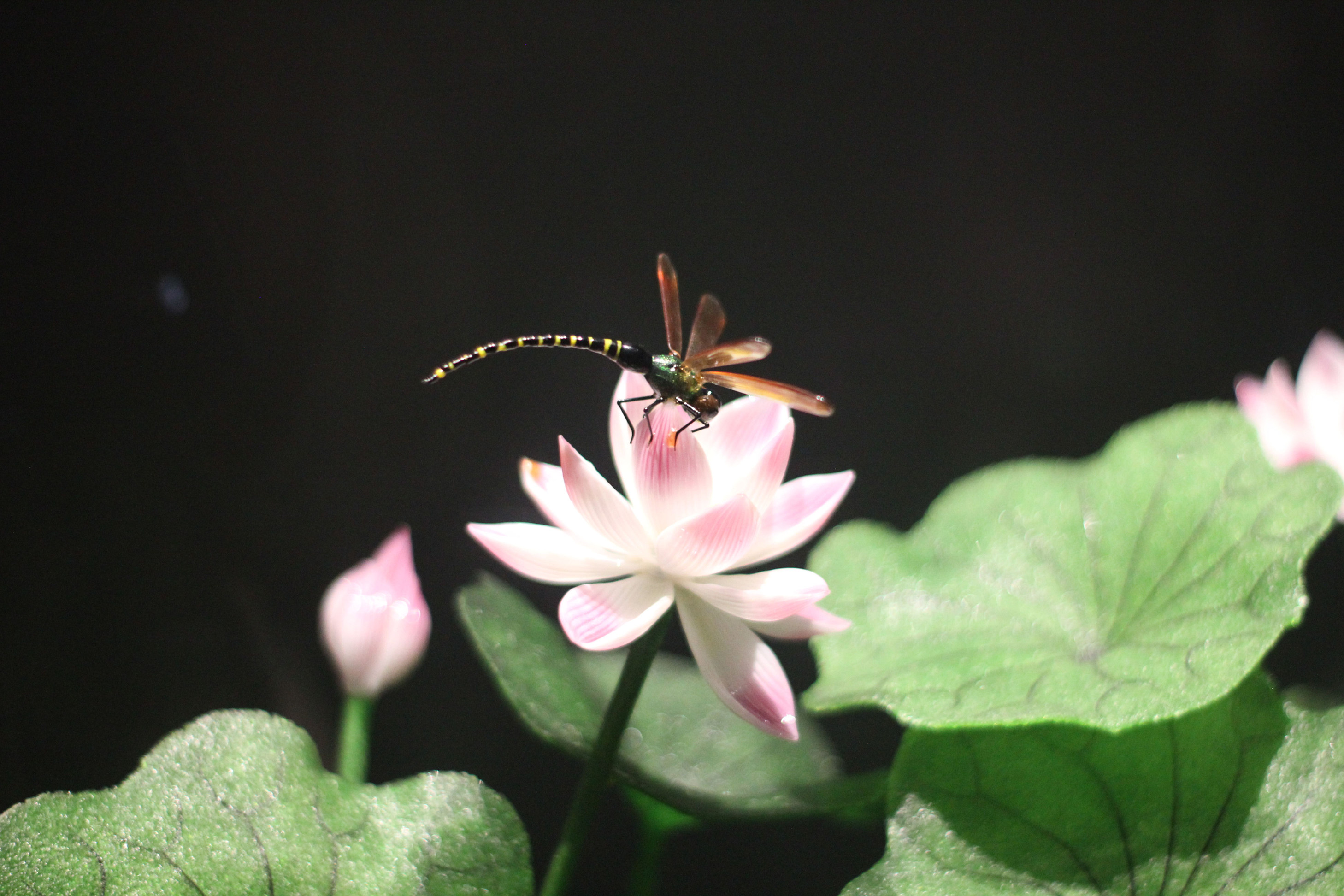 BJLƽ̨(�й���)����